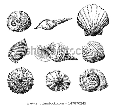 Stock photo: Hand Drawn Background With See Shell