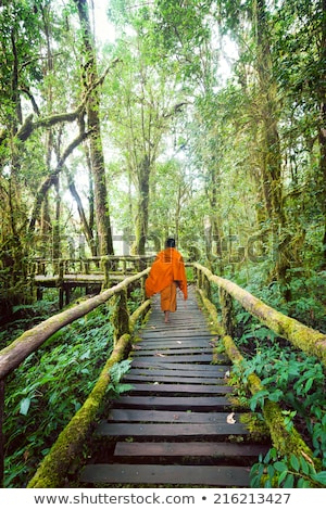 Stok fotoğraf: Buddhist Monk In Misty Tropical Rain Forest