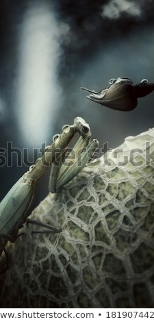 ストックフォト: Praying Mantis On A Rosebud