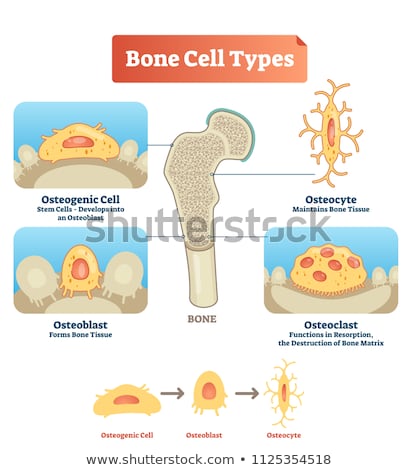 Foto stock: Bone Cells