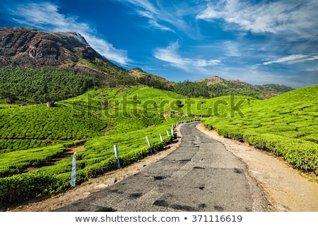 Stockfoto: Tea Plantations Munnar Kerala State India