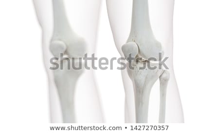 Foto stock: 3d Rendered Illustration - Knee Anatomy