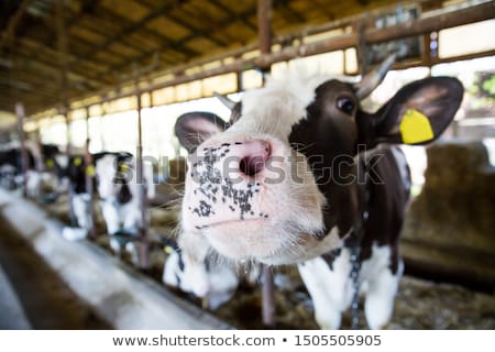 Stock photo: Inside Of A Cow Barn