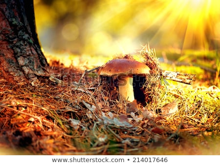 [[stock_photo]]: Brown Mushroom Autumn Outdoor Macro Closeup