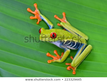 Stock fotó: Red Eye Tree Frog