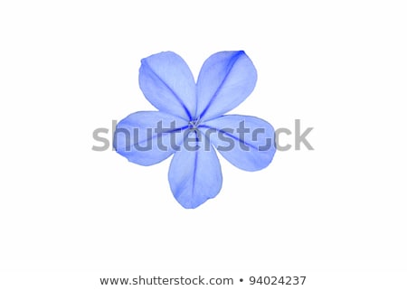 Foto stock: Plumbago Flower Detail Of Petals