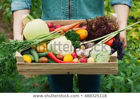 Сток-фото: Freshly Harvested Potatoes And Cabbages