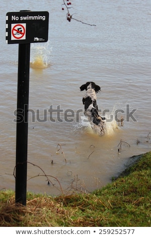 Stok fotoğraf: Working Type Engish Springer Spaniel Pet Gundog Jumping On A San