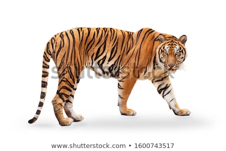 Foto stock: Tiger