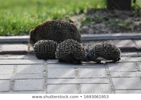 Foto d'archivio: Hedgehogs Family