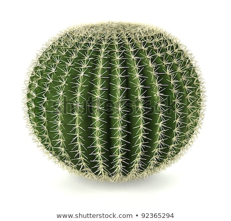Foto stock: Cactus Sphere