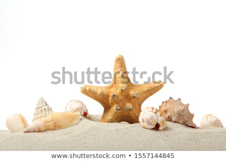 Stockfoto: Tropical Beach Starfish