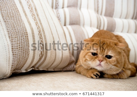 отландская · вислоухая · породистая · рыжая · кошка - Сток-фото © Rinaki  (#740842) | Stockfresh