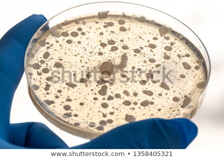 Stock photo: Medical Or Laboratory Clinician Testing Cultures On A Petri Dish