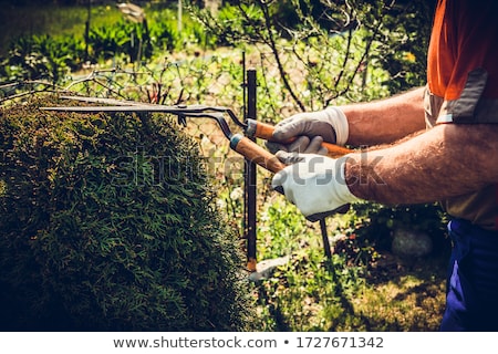 Foto stock: Man Hands Cuts Branches Of Bushes With Hand Pruning Scissors