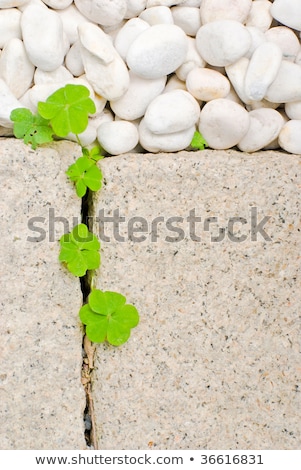 Foto d'archivio: White Pebble And Newborn Creeping Oxalis Leaf