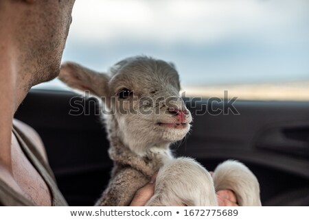 Stock fotó: Portrait Of Boy Holding Sheep In Hand