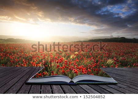 Stock photo: Creative Concept Pages Of Book Stunning Poppy Field Landscape Un