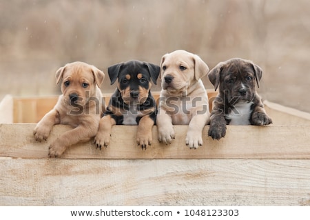 Stockfoto: Litter Of Puppies