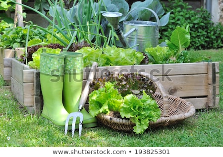 Foto stock: Vegetable Patch