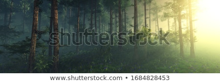 [[stock_photo]]: The Forest In The Morning