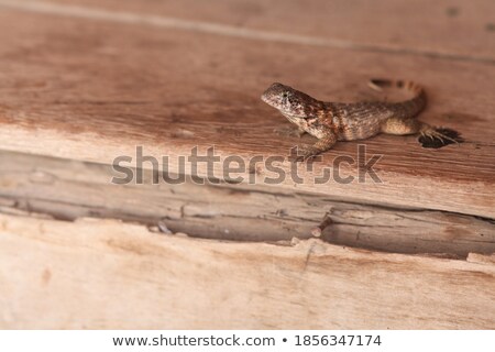 ストックフォト: Lizard On The Wooden Plank