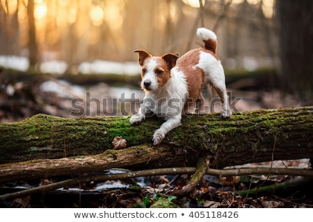 Foto stock: Orrendo · na · floresta · com · o · cachorro