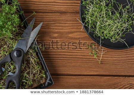 Foto stock: Young Sprout Leaf On Wooden Background Wood Background Black And White Background