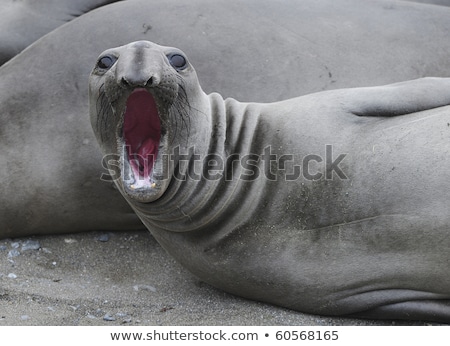 Foto stock: Close Up Of A Male Lion Laying In The Sand