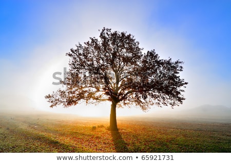 Foto stock: Manecer · brumoso · con · árbol · solitario · en · la · niebla