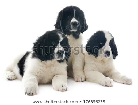 Zdjęcia stock: Puppy Landseer In Studio