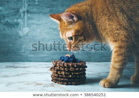 Stock fotó: Cat Smells Homemade Waffles