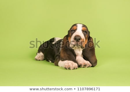 ストックフォト: Studio Shot Of An Adorable Basset Hound