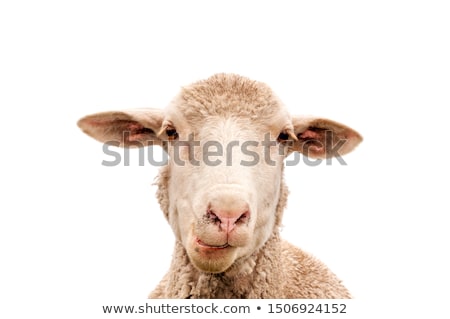 Stock fotó: Sheep Head