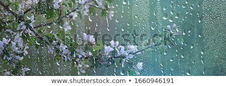 Stockfoto: Beautiful Flower With Rain Droplets