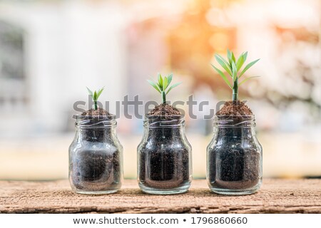 Stok fotoğraf: Sprout In The Bottle Drought Ecology