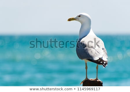 Stockfoto: Seagull Standing At The Beach