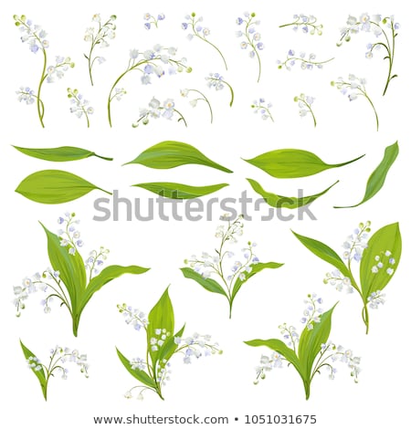 Foto stock: Blooming Lily Of The Valley
