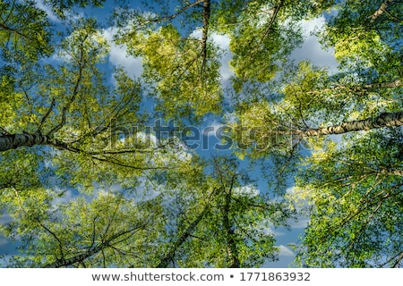Foto d'archivio: Green Birch In Forest On Sky Background Summer Day