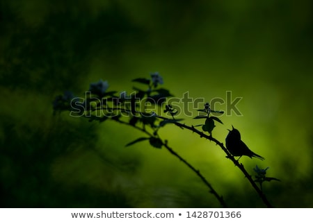 Foto stock: Chestnut Sided Warbler