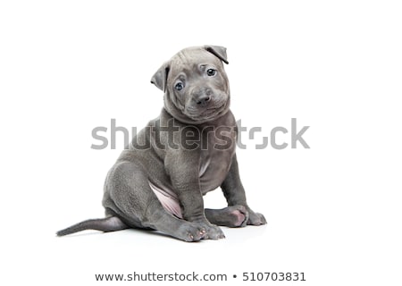 Stock foto: Thai Ridgeback Puppy Isolated On White