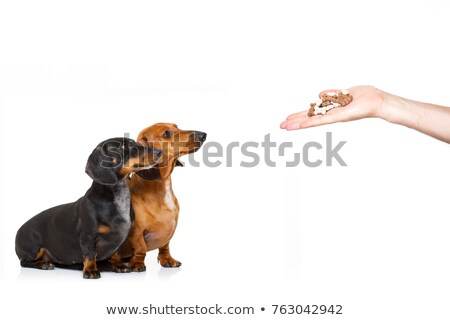 Foto stock: Hungry Couple Of Dachshund With Treat