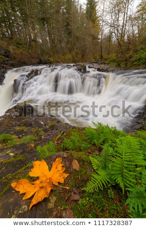 Stockfoto: Yacolt Creek Falls In Fall Season