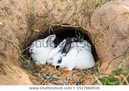 [[stock_photo]]: Rabbit Digging Ground At The Farm