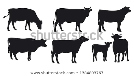 Foto d'archivio: Cows
