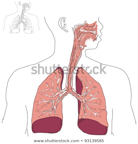 Foto d'archivio: Respiratory System And Actinomycosis