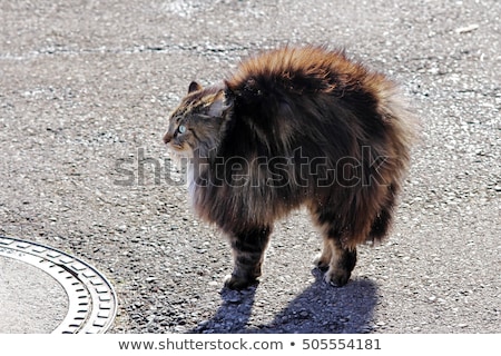 Сток-фото: A Cat Hides In The Forest