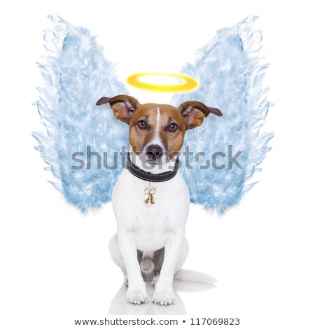 Stockfoto: Angel Dog Feather Wings Aura Nimbus