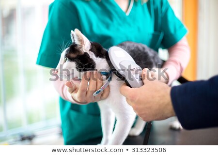 Foto stock: Checking For Microchip Implant By Cat