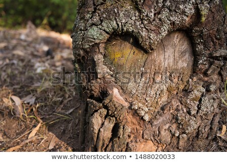 Imagine de stoc: Wooden Heart In The Hollow Of A Tree With A Filter Effect